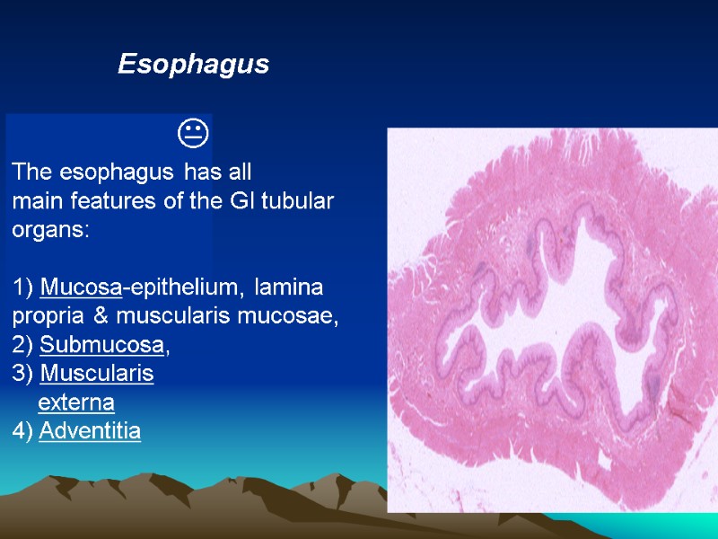 Esophagus    The esophagus has all main features of the GI tubular